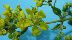 Banisteriopsis nummifera