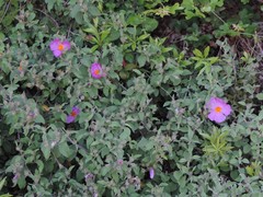 Cistus creticus eriocephalus
