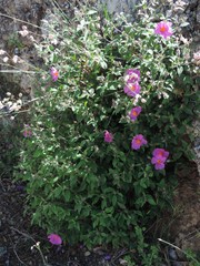 Cistus creticus eriocephalus