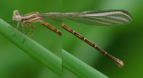 Variable Dancer, photo 3 of 10