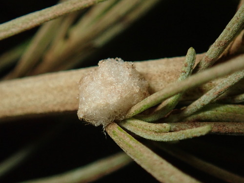 Sagebrush Woolly Stem Gall Midge photo 4