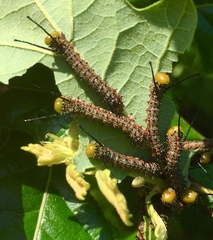 Anisota pellucida