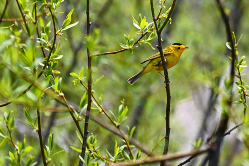 iNaturalist observation photo of Wilson's Warbler