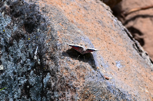 iNaturalist observation photo of Mourning Cloak