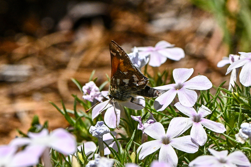 iNaturalist observation photo of Branded Skippers