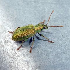 Phyllobius argentatus