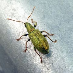 Phyllobius argentatus