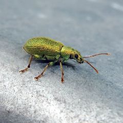 Phyllobius argentatus