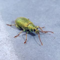 Phyllobius argentatus