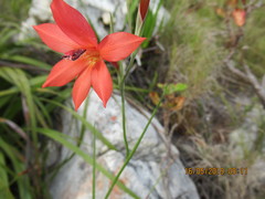 Gladiolus priorii