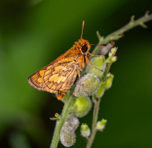 Taractrocera luzonensis