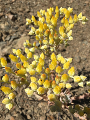 Dudleya cymosa