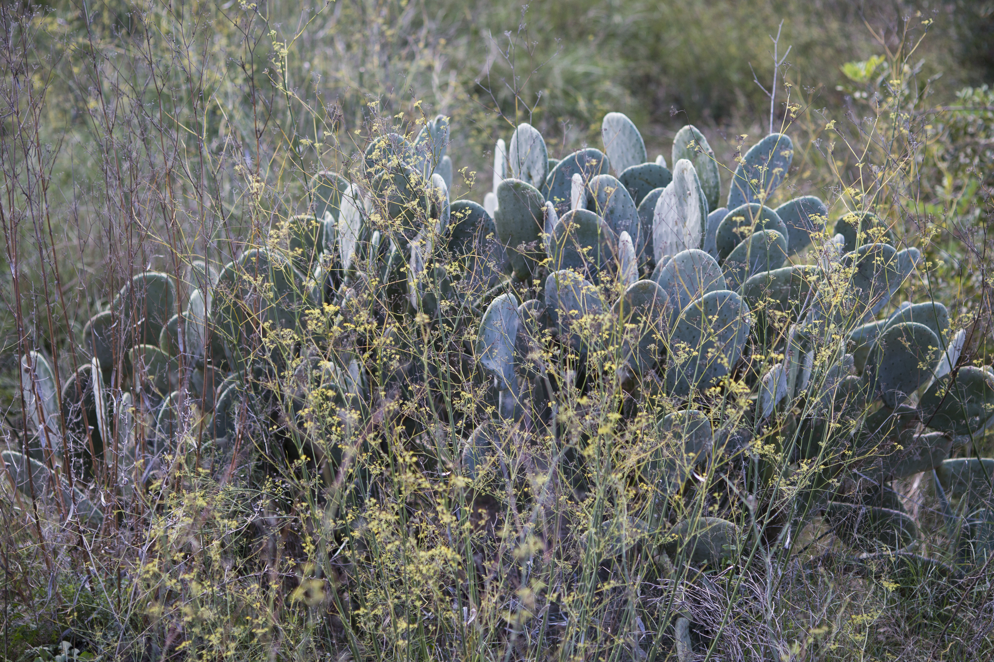 Opuntia Maxima (Opuntia maxima)