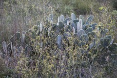 Figuier De Barbarie (Opuntia maxima)
