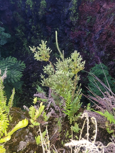 Leptecophylla tameiameiae observed 2024-06-03