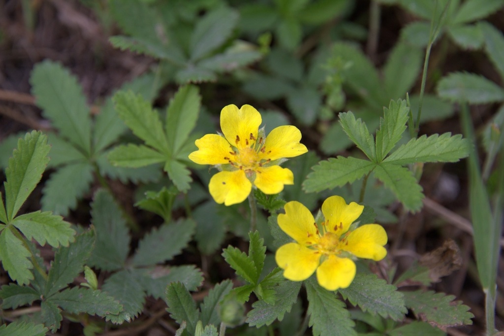 Creeping cinquefoil