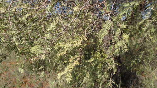 Image of Vachellia haematoxylon by (c) Paul Emms, some rights reserved (CC BY-SA)