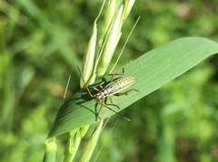 Leptopterna dolabrata