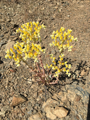 Dudleya cymosa