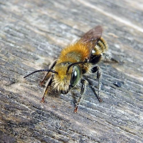 Blue Mason Bee, photo 3 of 7