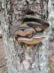 Phellinus cinereus