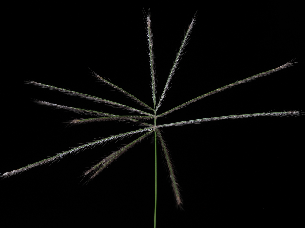 Chloris × pseudosagrana