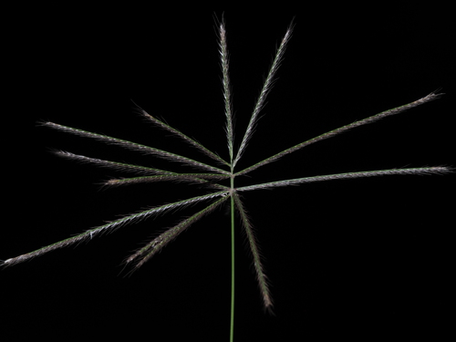 Chloris × pseudosagrana