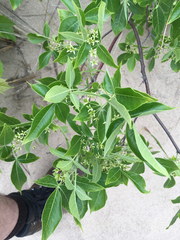 Ptelea trifoliata mollis