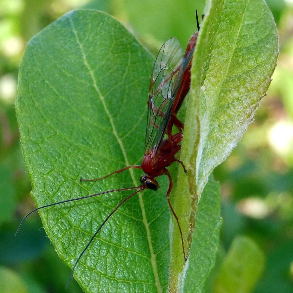Netelia fuscicornis