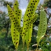 Musk Fern - Photo (c) Rand Workman, some rights reserved (CC BY-SA), uploaded by Rand Workman