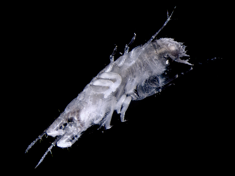 Monocorophium insidiosum