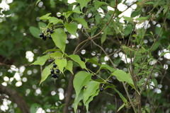 Jasminum malabaricum, photograph (c) Dinesh Valke, some rights reserved (CC BY-SA)