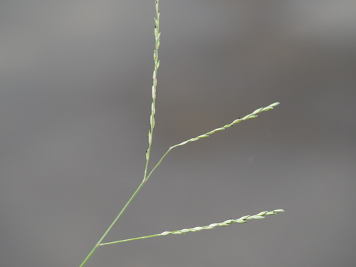 Image of Urochloa glumaris by (c) Kevin Faccenda, some rights reserved (CC BY)