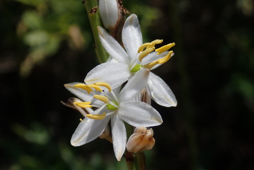 Chlorophytum bowkeri (Chlorophytum bowkeri)