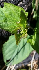 Cionus scrophulariae