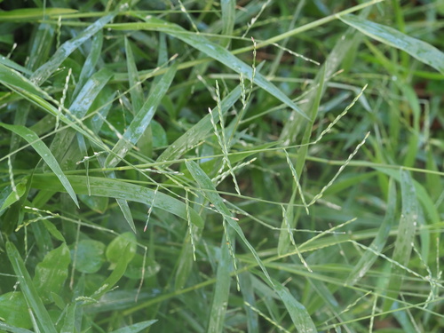 Image of Urochloa distachyos by (c) Kevin Faccenda, some rights reserved (CC BY)