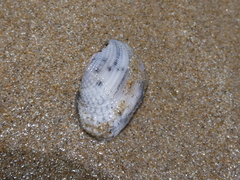 Irus crenatus