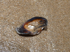 Irus crenatus