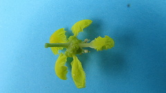 Banisteriopsis nummifera