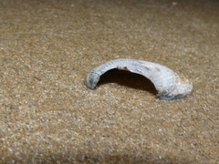 Irus crenatus
