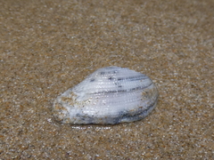 Irus crenatus