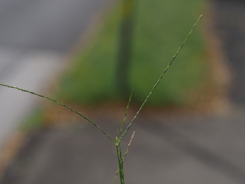 Image of Digitaria nuda by (c) Kevin Faccenda, some rights reserved (CC BY)