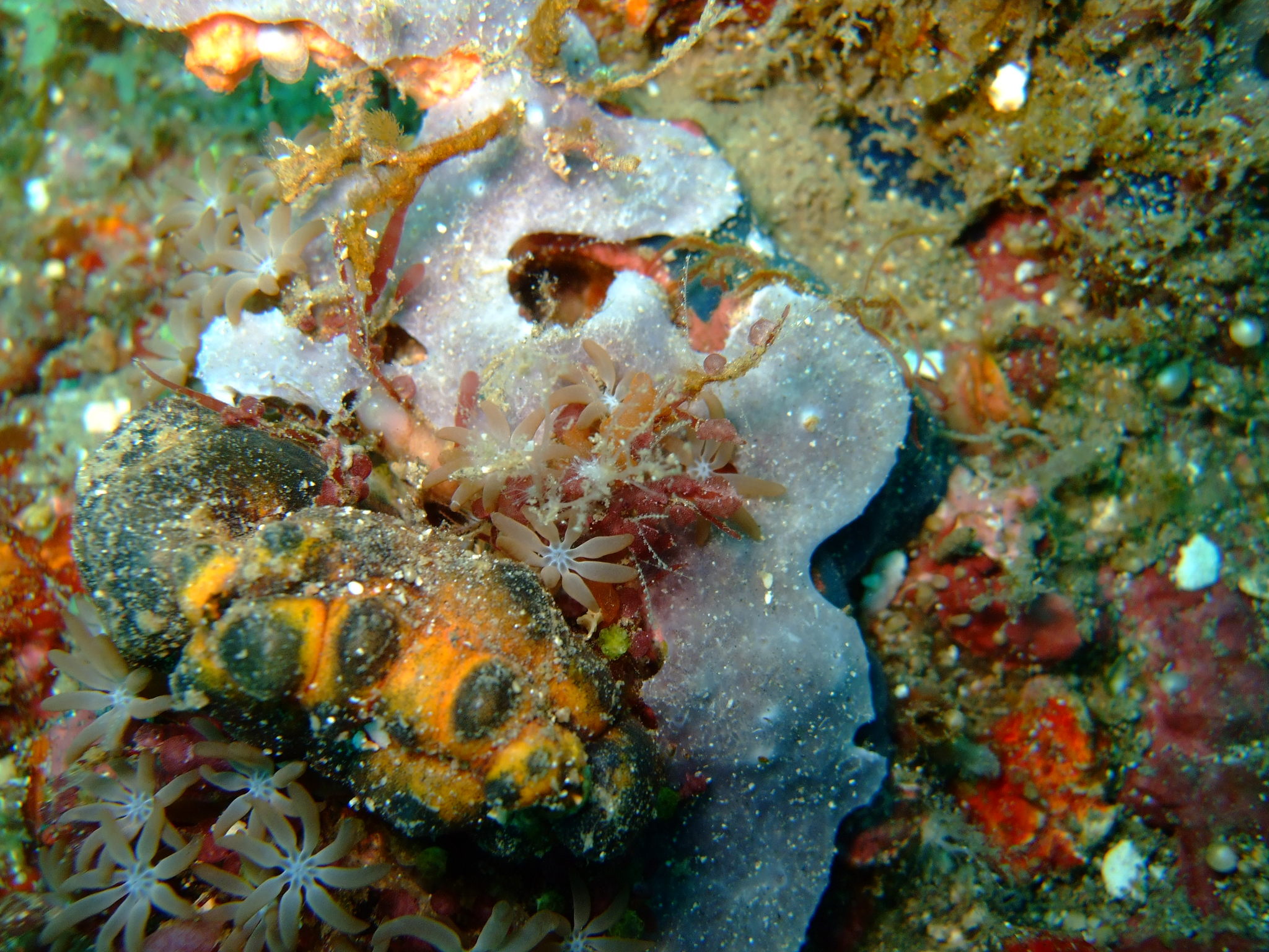 Acrossota amboinensis (Burchardt, 1902)