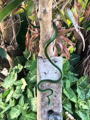 Philothamnus natalensis