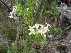 Gnidia tomentosa