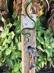 Philothamnus natalensis