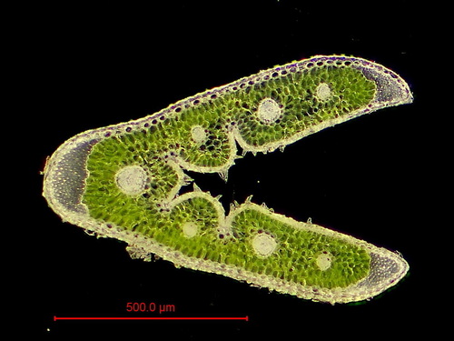 Festuca marginata