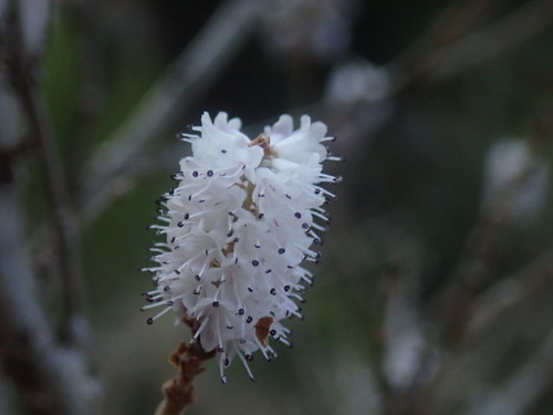 Image of Tetradenia brevispicata by no rights reserved