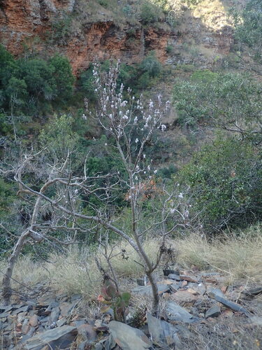 Image of Small Gingerbush (Tetradenia brevispicata) by no rights reserved