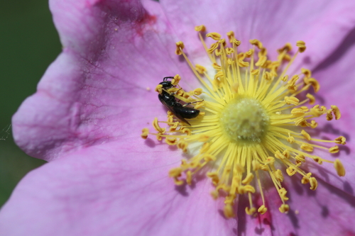 iNaturalist observation photo of Masked Bees